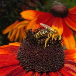 Location: central Illinois
Date: 2018-08-27
#pollination