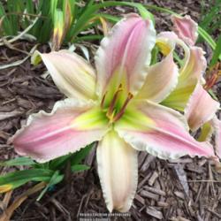 Location: My garden in Warrenville, SC
Date: 2019-06-20
First bloom on a new plant