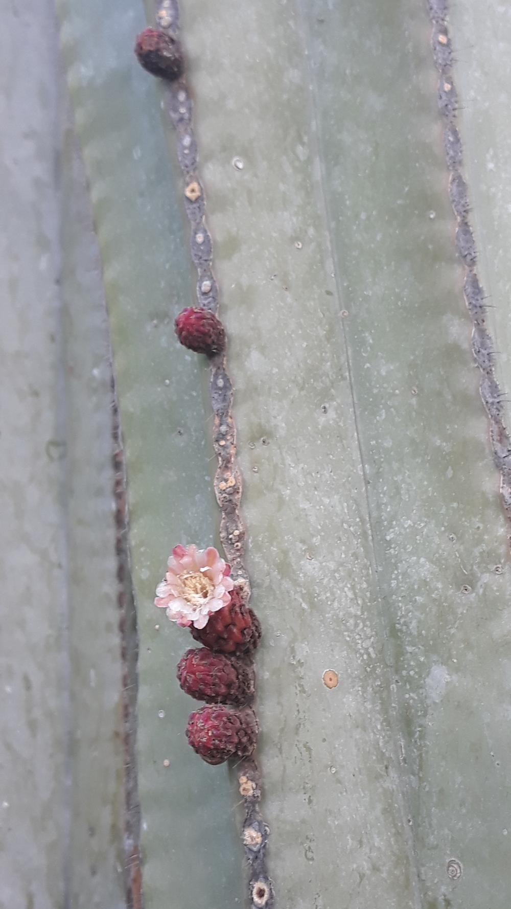 Photo of Mexican Fencepost Cactus (Marginatocereus marginatus) uploaded by skopjecollection