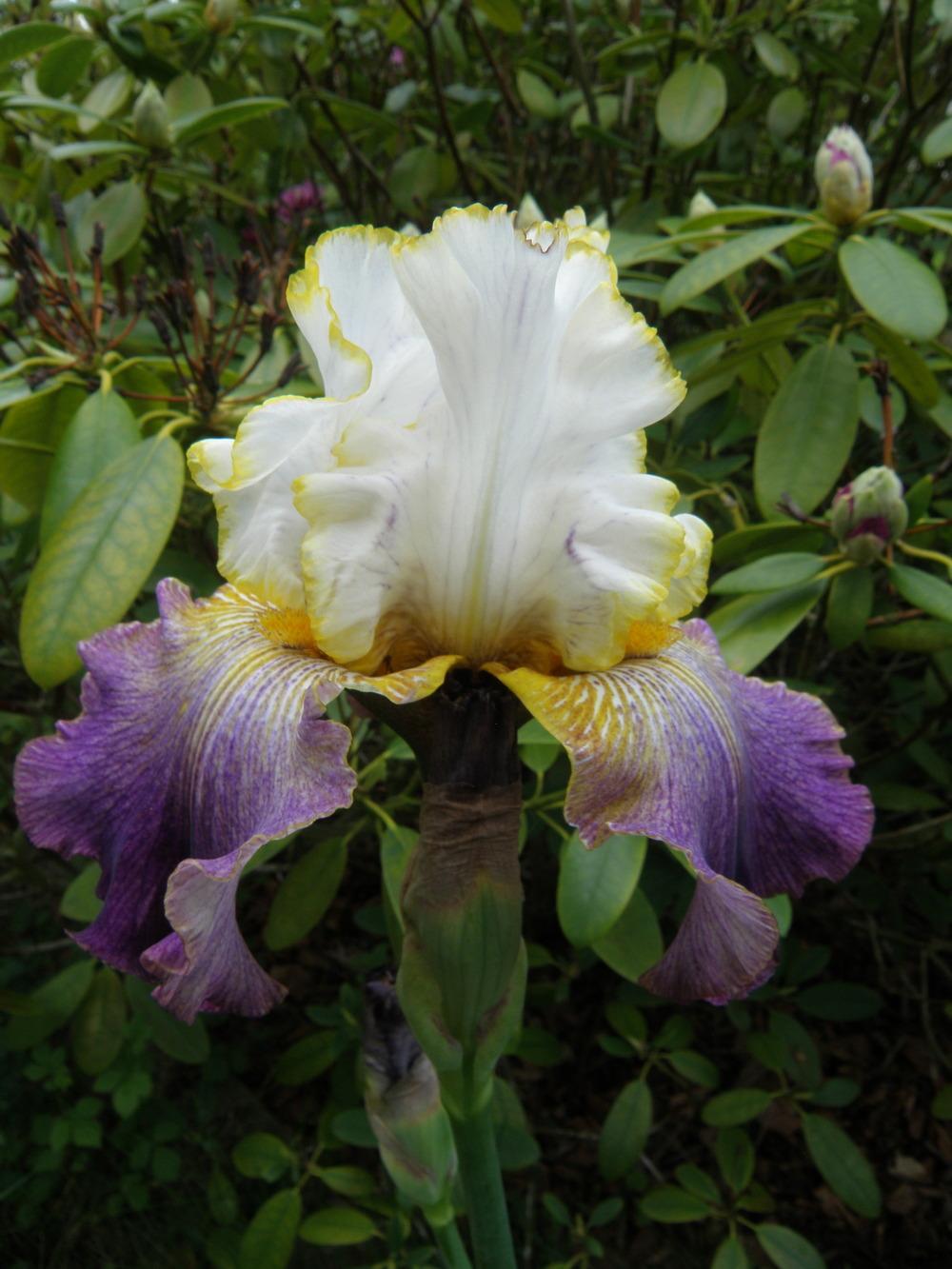 Photo of Tall Bearded Iris (Iris 'Barbouille') uploaded by IrisLilli