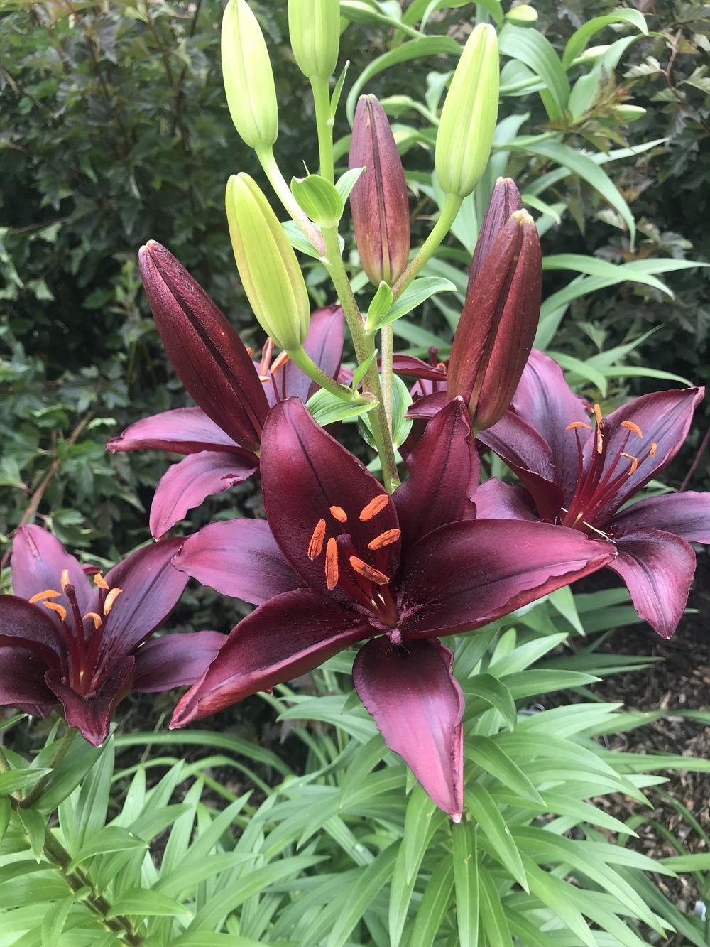 Photo of Lily (Lilium 'Mapira') uploaded by Legalily