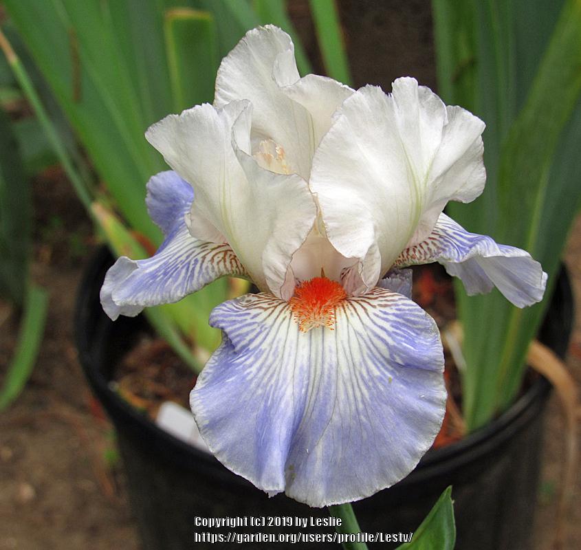 Photo of Tall Bearded Iris (Iris 'American Beauty') uploaded by Lestv