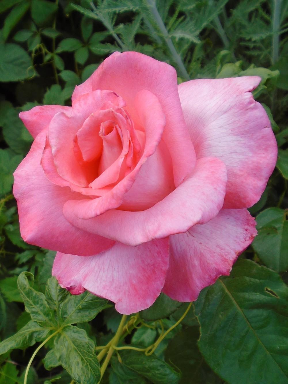 Photo of Rose (Rosa 'Touch of Class') uploaded by Paul2032