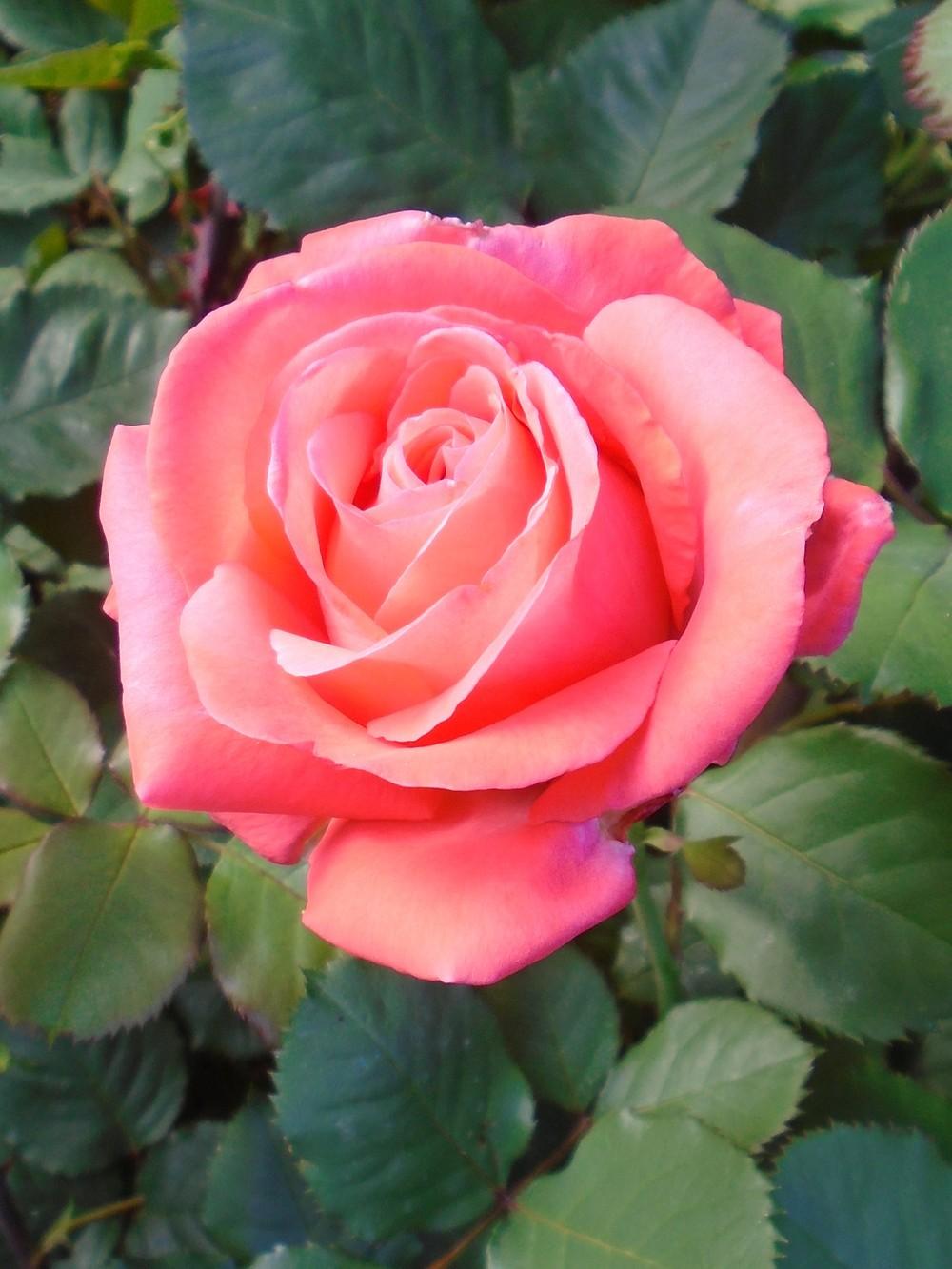 Photo of Rose (Rosa 'Artistry') uploaded by Paul2032