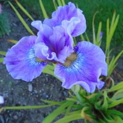 
Date: 2019-06-19
Siberian Iris