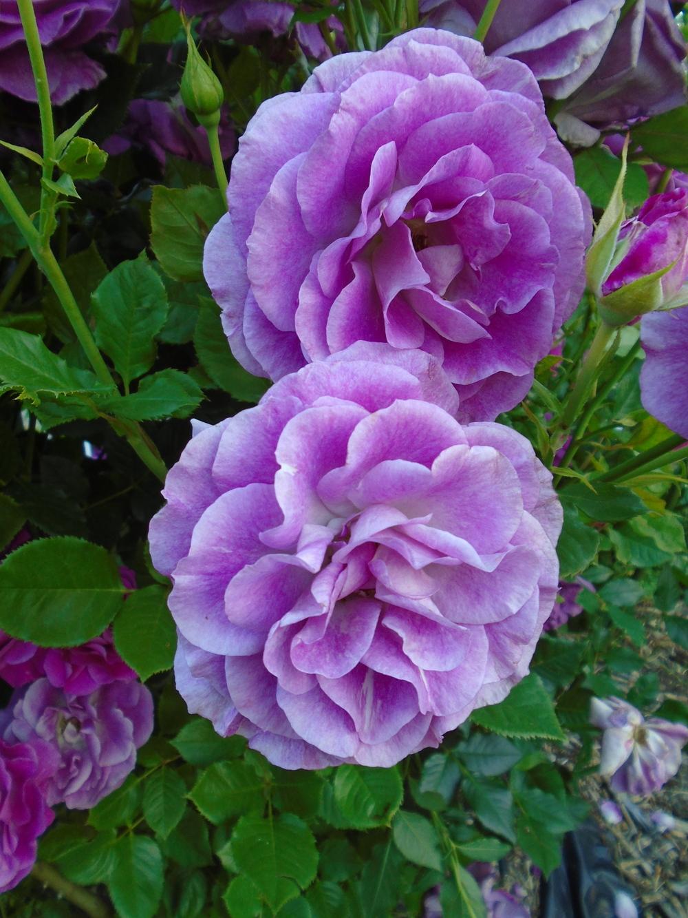 Photo of Floribunda Rose (Rosa 'Shocking Blue') uploaded by Paul2032