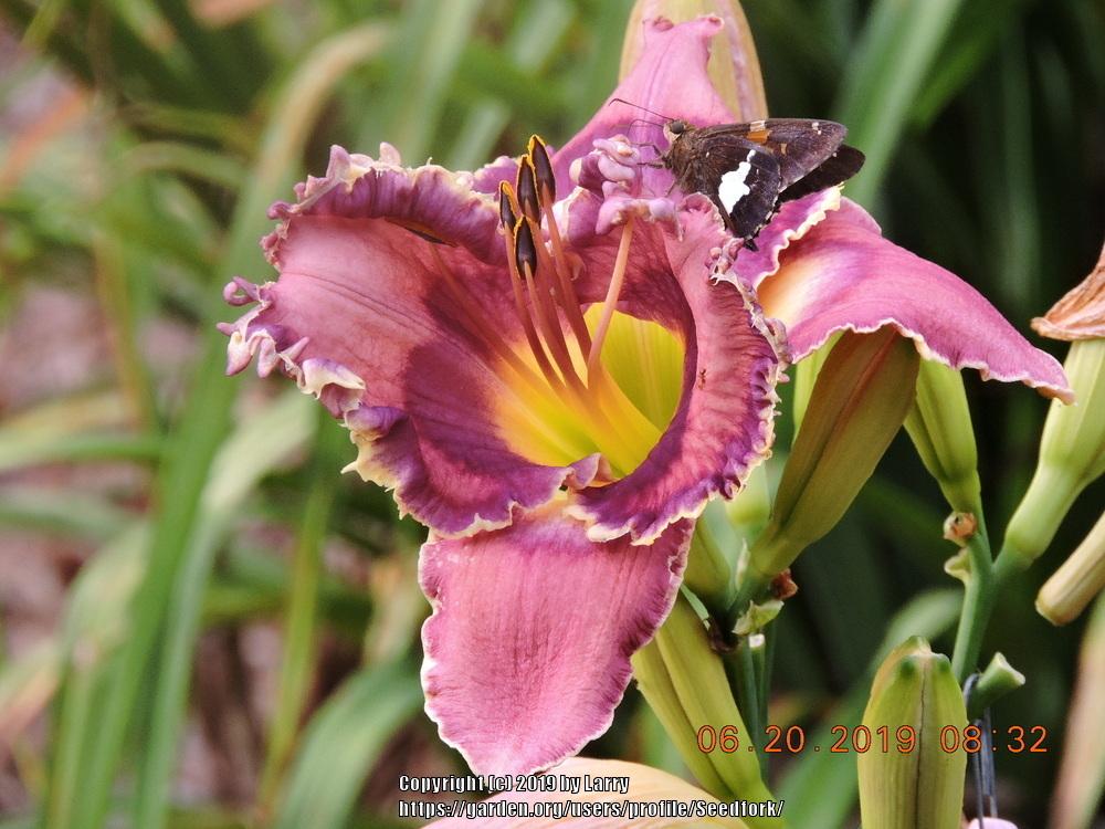 Photo of Daylily (Hemerocallis 'God Save the Queen') uploaded by Seedfork