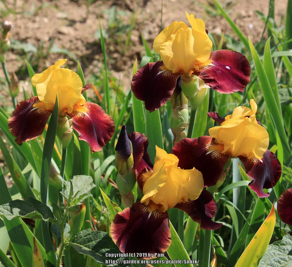 Photo of Tall Bearded Iris (Iris 'Quick Thinking') uploaded by Snork