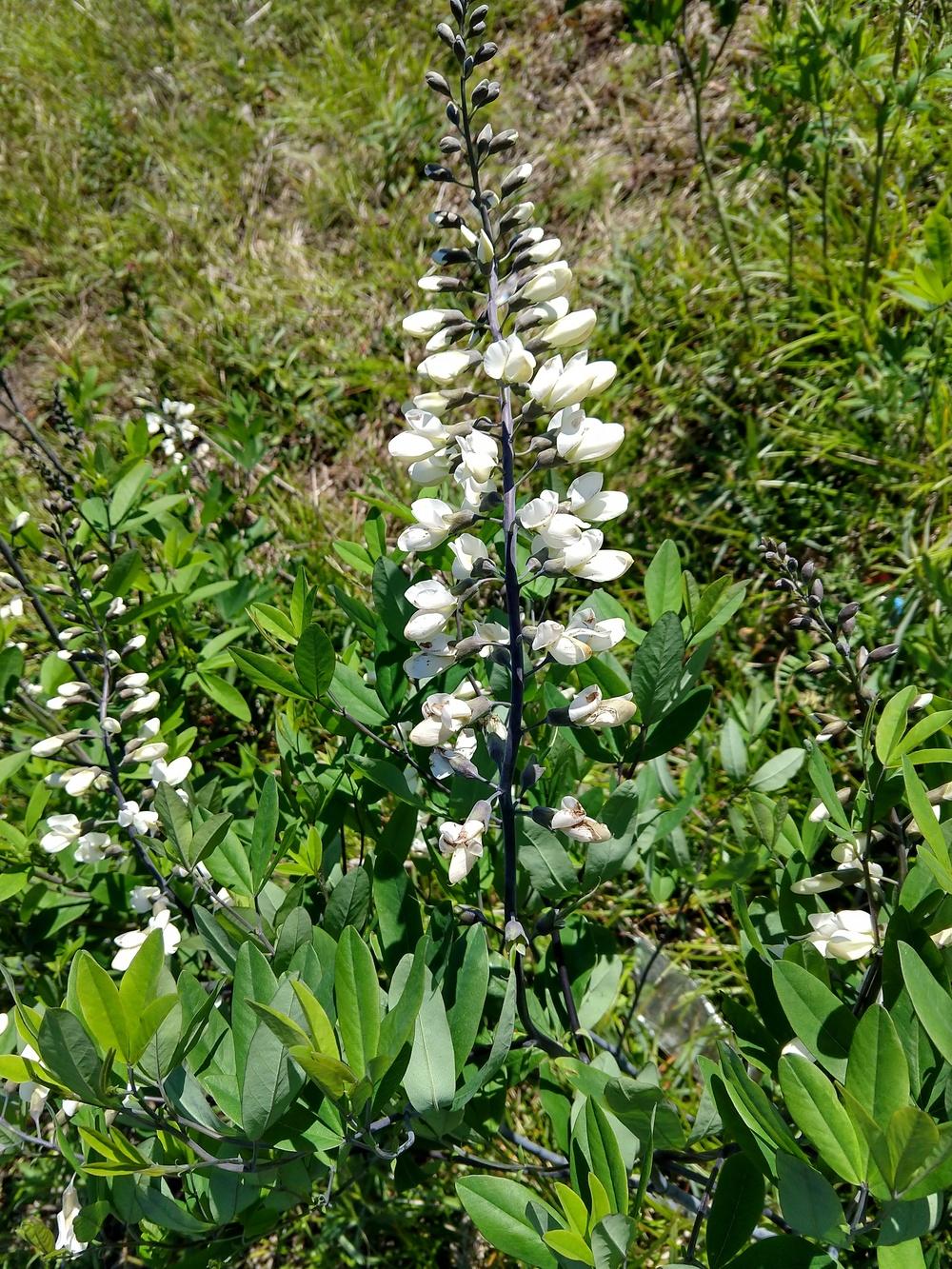 Photo of White Wild indigo (Baptisia alba) uploaded by greene
