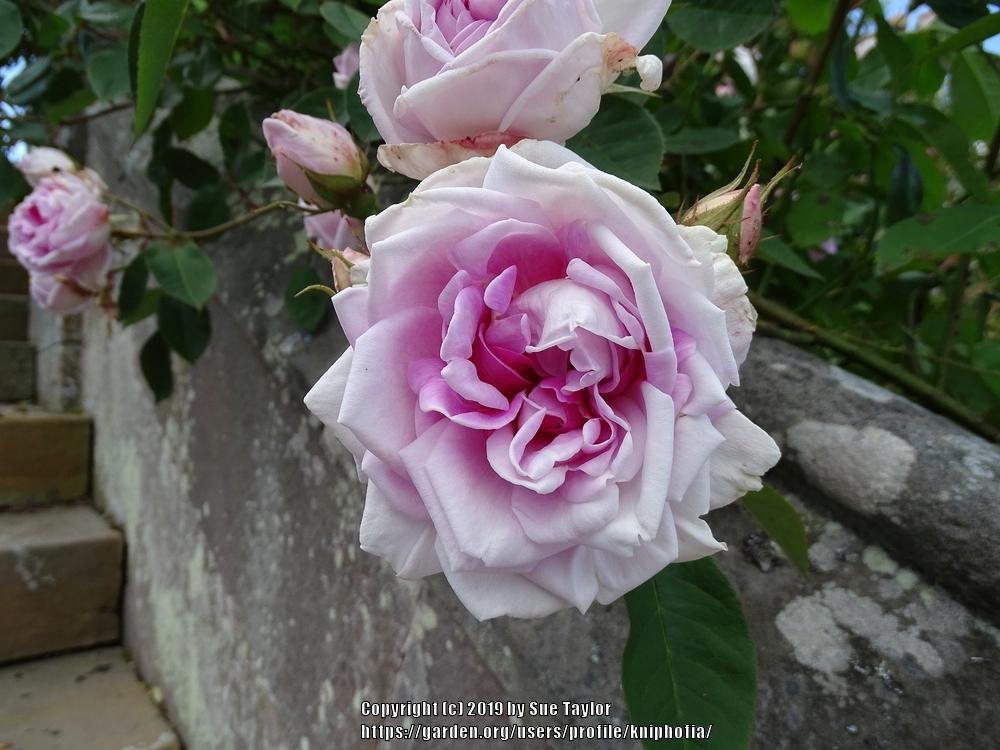 Photo of Rose (Rosa 'Blairii No. 2') uploaded by kniphofia