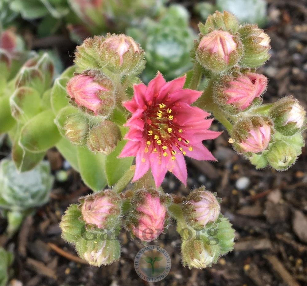 Photo of Hen and Chicks (Sempervivum 'Zilver Crows') uploaded by BlueOddish
