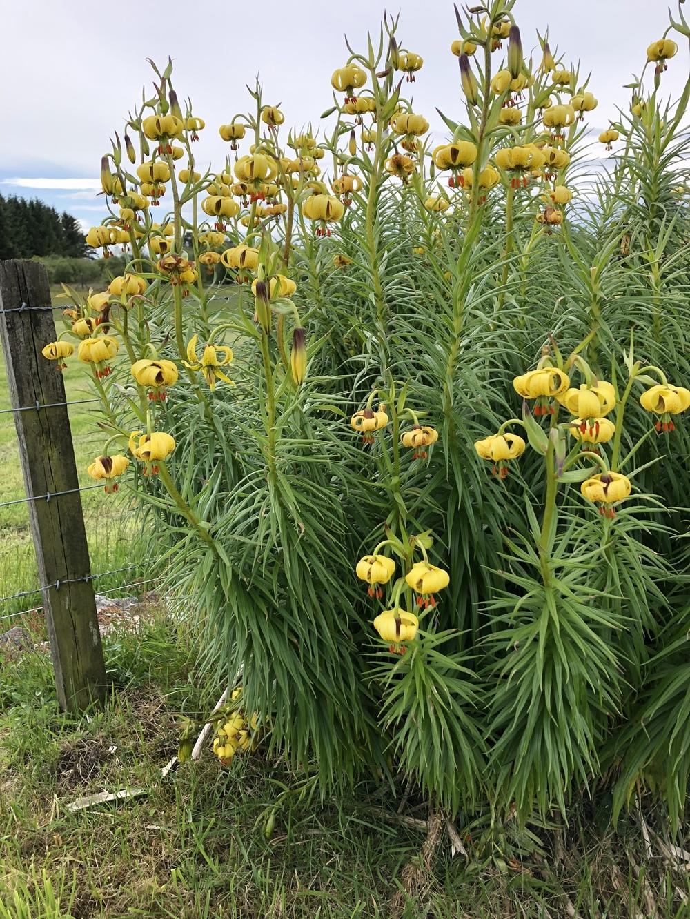 Photo of Pyrenean Lily (Lilium pyrenaicum) uploaded by Brownianmotion