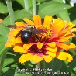 Location: My garden in Kentucky
Date: 2007-08-12
#pollination