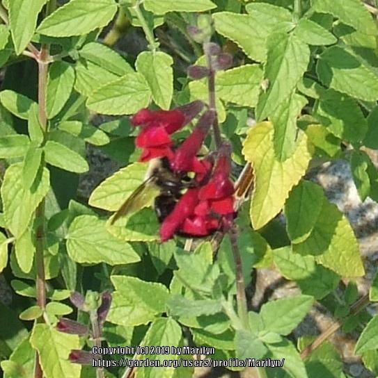 Photo of Sage (Salvia 'Maraschino') uploaded by Marilyn