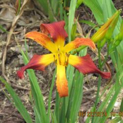 Location: My 6b garden
Date: 2019-06-22
New for 2019, first bloom. From Valley Of the Daylilies.