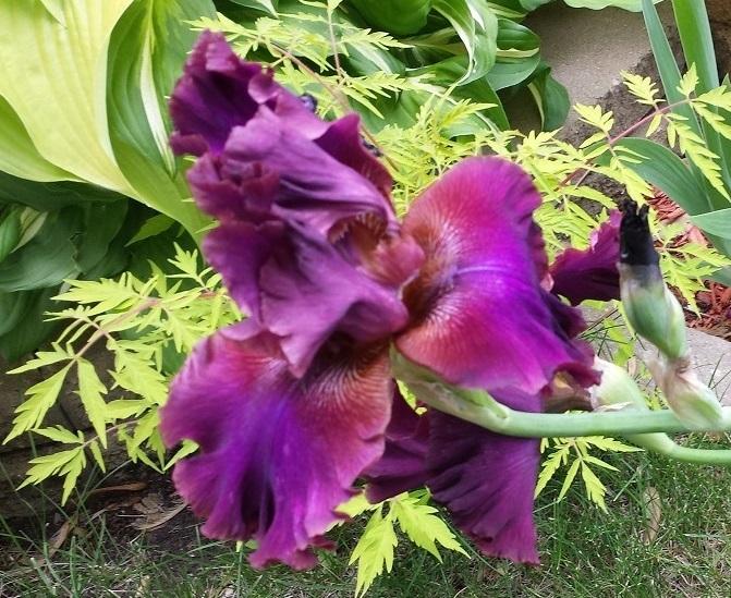 Photo of Tall Bearded Iris (Iris 'Texas Renegade') uploaded by comgoddess