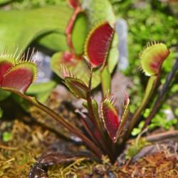 Location: Botanical Gardens of the State of Georgia...Athens, Ga
Date: 2019-06-21
Venus Fly Trap 008