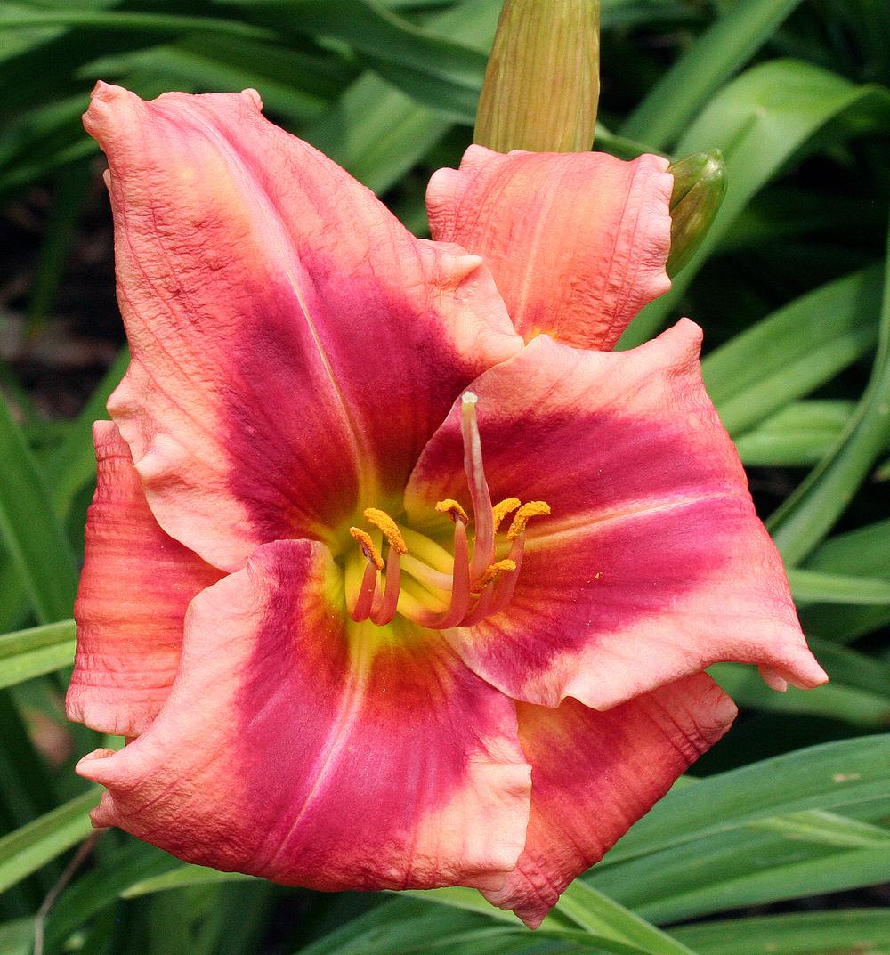 Photo of Daylily (Hemerocallis 'Kid in the Candy Store') uploaded by floota