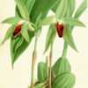 illustration by John Nugent Fitch from Williams' 'Orchid Album', 