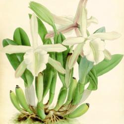 
Date: c. 1891
illustration by John Nugent Fitch from Williams' 'Orchid Album', 