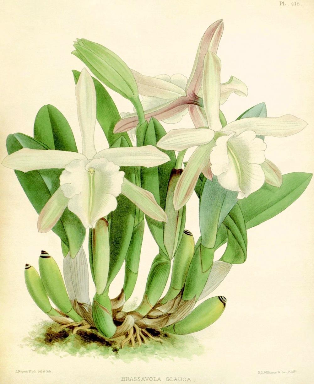 Photo of Orchid (Rhyncholaelia glauca) uploaded by scvirginia