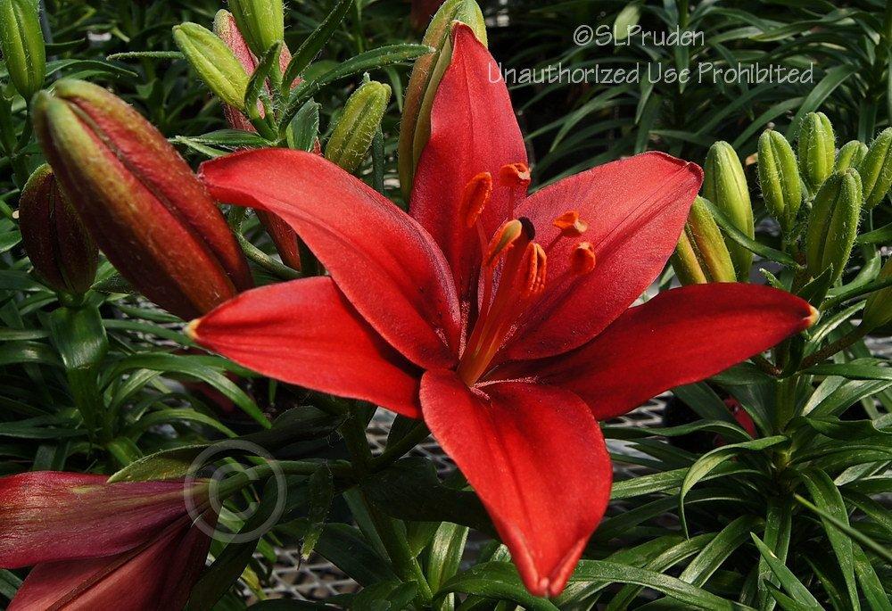 Photo of Lily (Lilium 'Black Out') uploaded by DaylilySLP