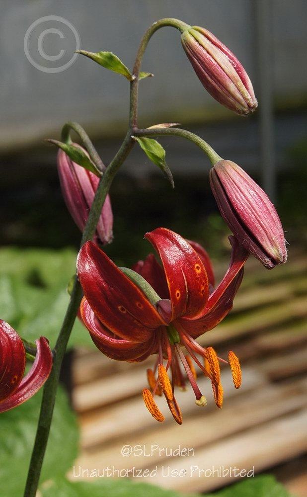 Photo of Lily (Lilium 'Claude Shride') uploaded by DaylilySLP