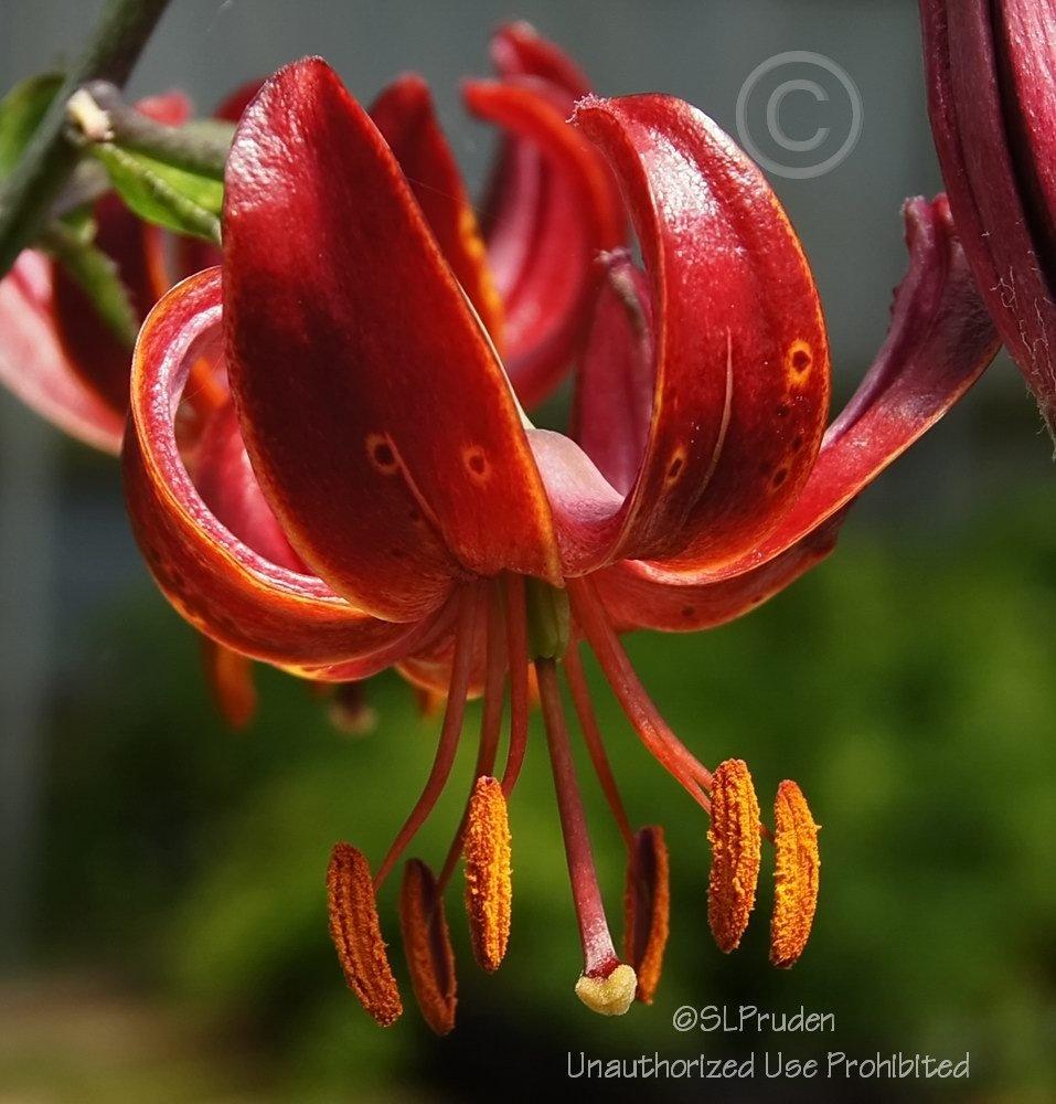 Photo of Lily (Lilium 'Claude Shride') uploaded by DaylilySLP
