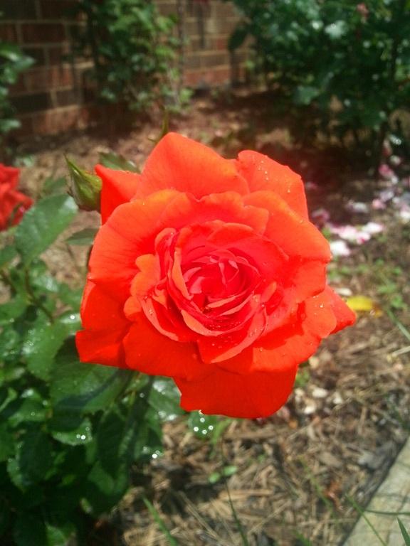 Photo of Rose (Rosa 'Kordes' Brillant') uploaded by GoldBeardThePirate