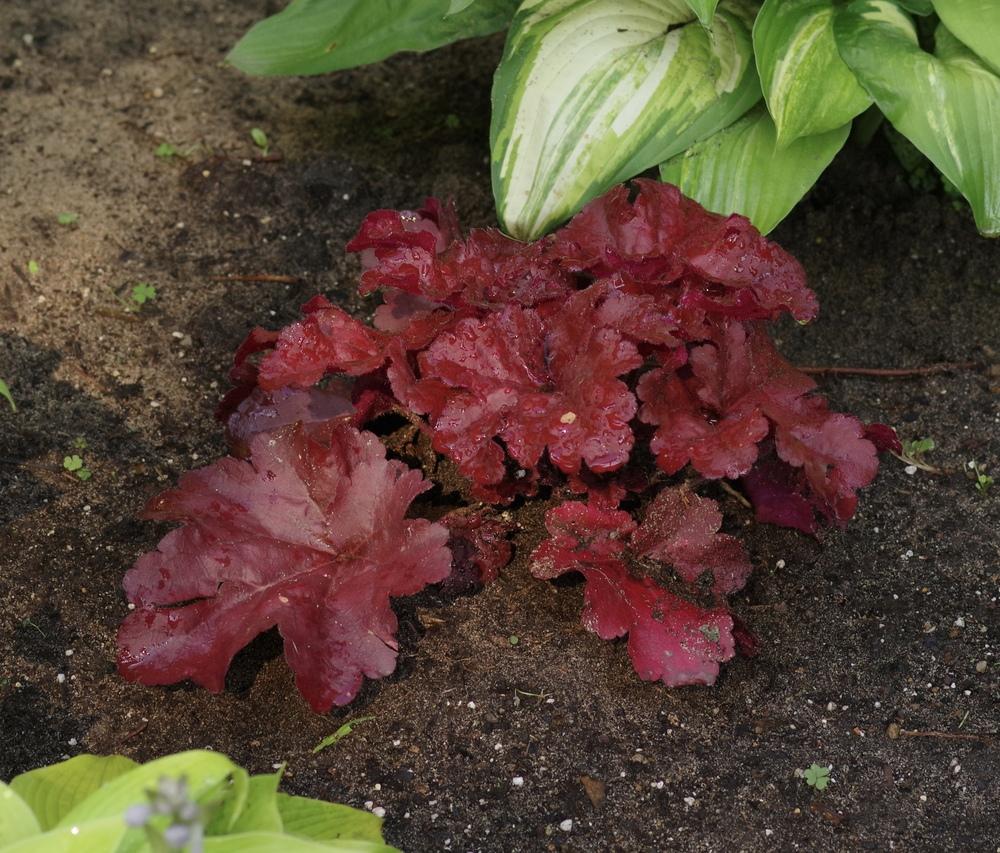 Photo of Coral Bells (Heuchera Primo™ Mahogany Monster) uploaded by Rose1656