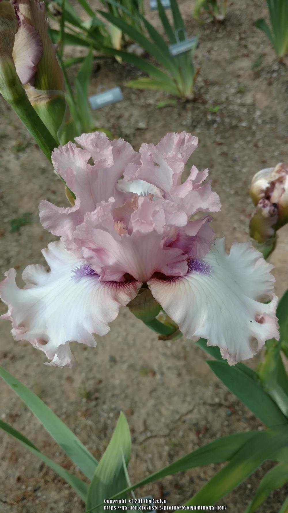 Photo of Tall Bearded Iris (Iris 'Don't Stop Believing') uploaded by evelyninthegarden