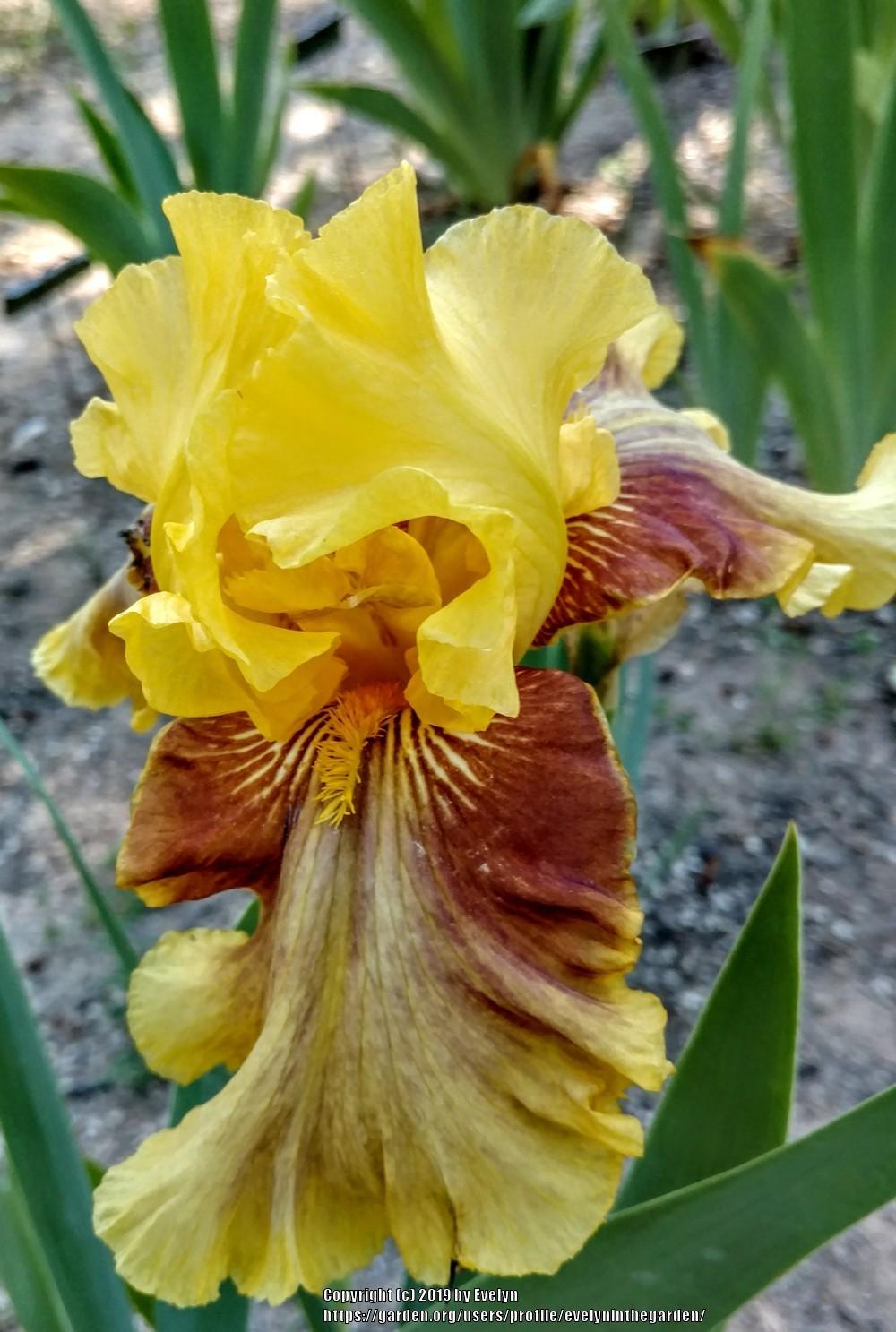 Photo of Tall Bearded Iris (Iris 'Solar Drama') uploaded by evelyninthegarden