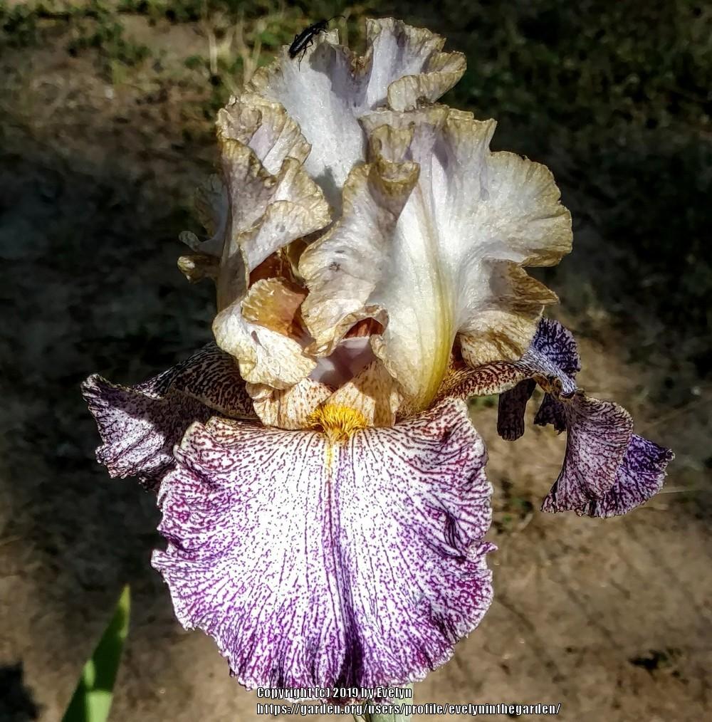 Photo of Tall Bearded Iris (Iris 'Dipped in Dots') uploaded by evelyninthegarden