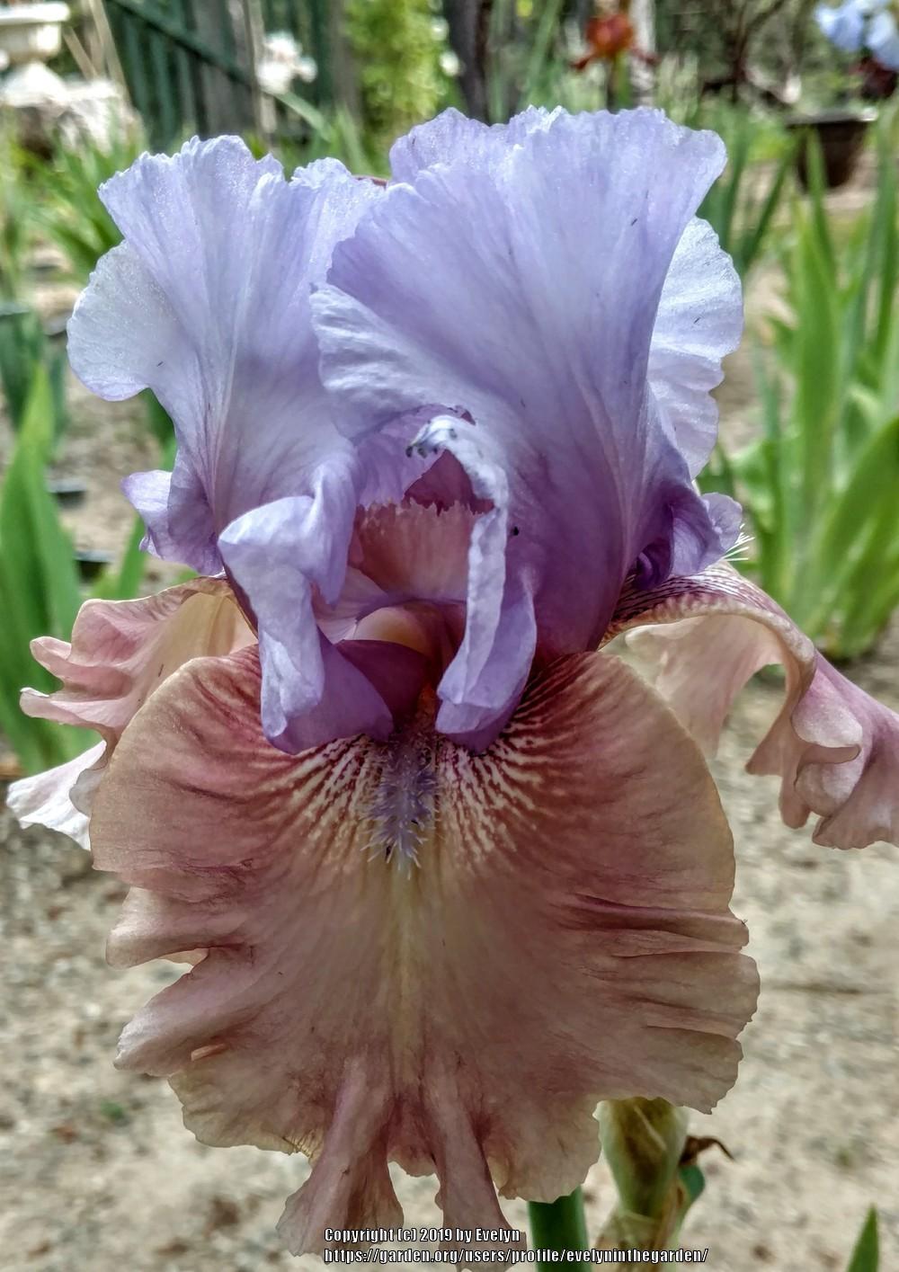 Photo of Tall Bearded Iris (Iris 'New Face') uploaded by evelyninthegarden