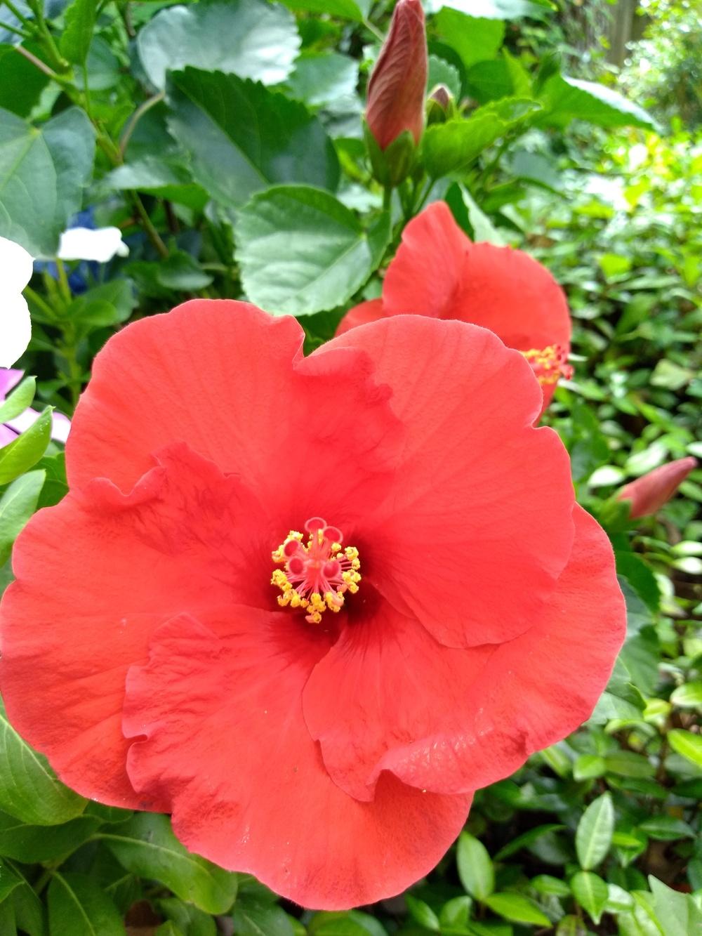 Photo of Tropical Hibiscus (Hibiscus rosa-sinensis 'Tortuga Wind') uploaded by hiyall