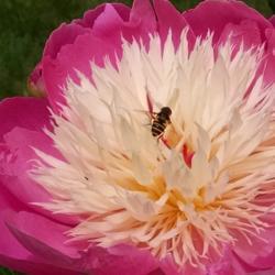Location: Athol, MA
Date: 2019-06-19
#pollination