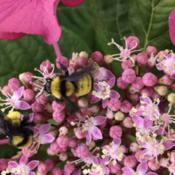 Busy and Happy Bumblebees