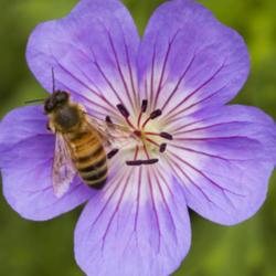 Location: Pennsylvania
Date: 2012-10-05
Geranium wallichianum 'Buxton's Blue' #pollination