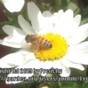 #pollination with honey bee
