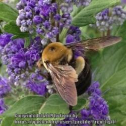 Location: Merrifield Garden Center, Falls Church, VA
Date: 2017-09-03
#pollination with bumble bee