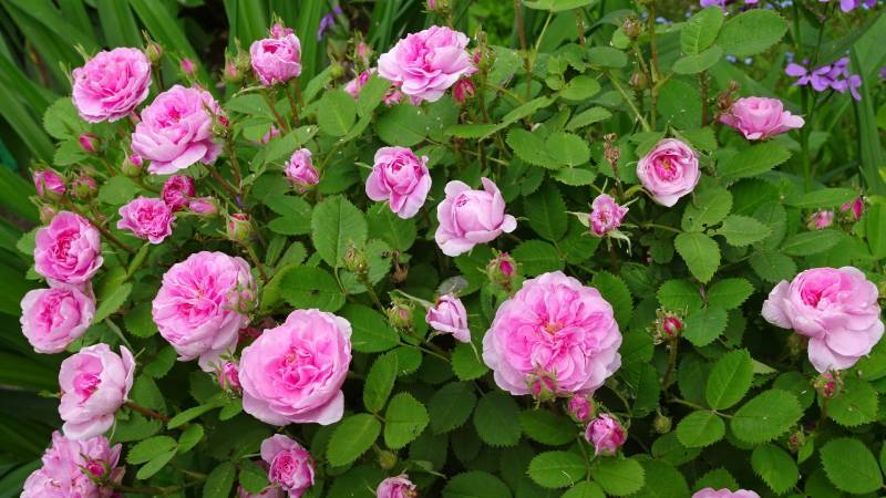 Photo of Rose (Rosa 'Rose de Meaux') uploaded by Orsola