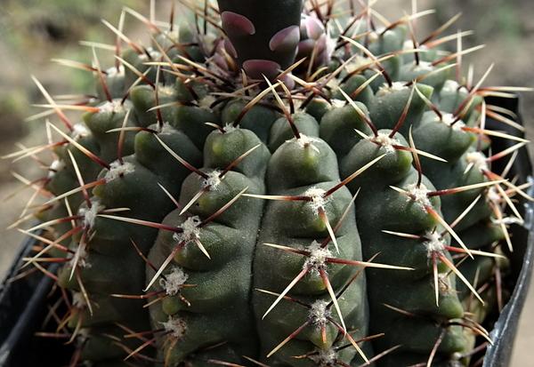 Photo of Dwarf Chin Cactus (Gymnocalycium baldianum) uploaded by Orsola