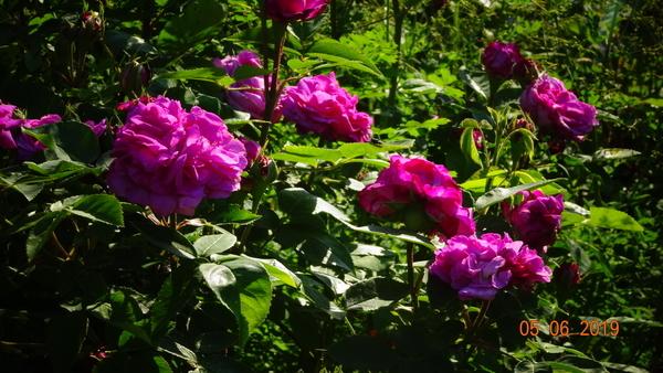 Photo of Rose (Rosa 'Reine des Violettes') uploaded by Orsola