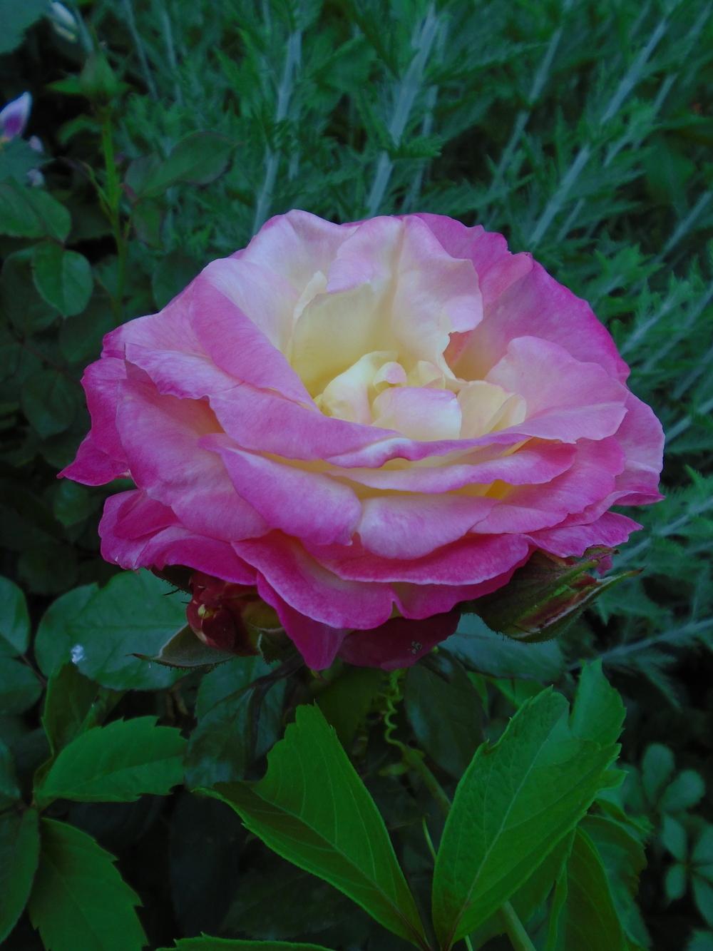 Photo of Rose (Rosa 'French Perfume') uploaded by Paul2032