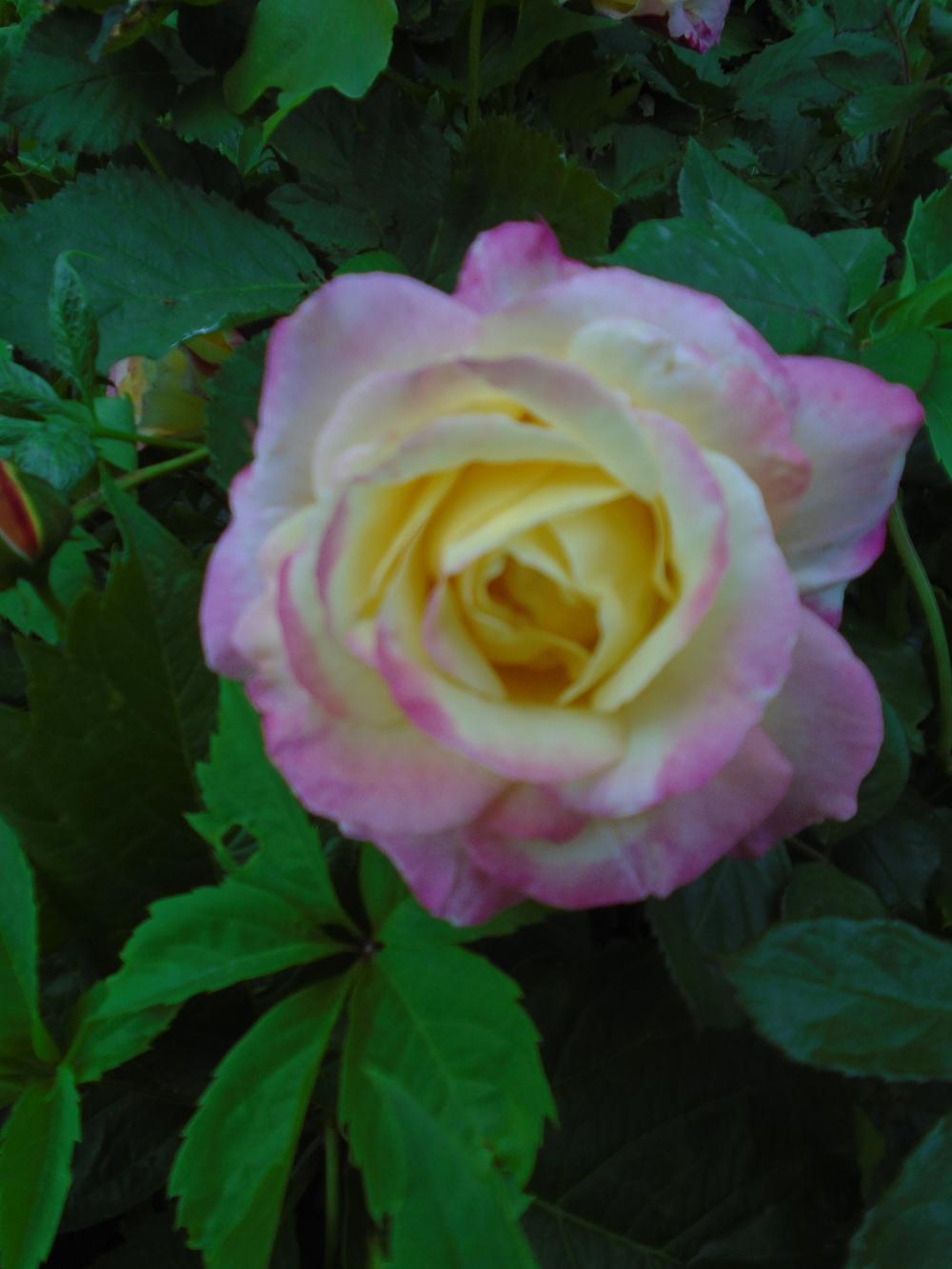 Photo of Rose (Rosa 'French Perfume') uploaded by Paul2032