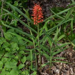Location: Botanical Gardens of the State of Georgia...Athens, Ga
Date: 2019-06-23
Orange Bottlebrush Ginger - Hedychium coccineum 002