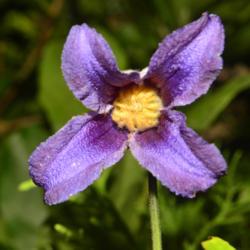 Location: Botanical Gardens of the State of Georgia...Athens, Ga
Date: 2019-06-23
Clematis pitcheri - Purple Leatherflower 021