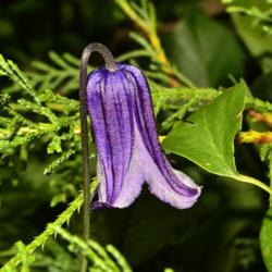 Location: Botanical Gardens of the State of Georgia...Athens, Ga
Date: 2019-06-23
Clematis pitcheri - Purple Leatherflower 020