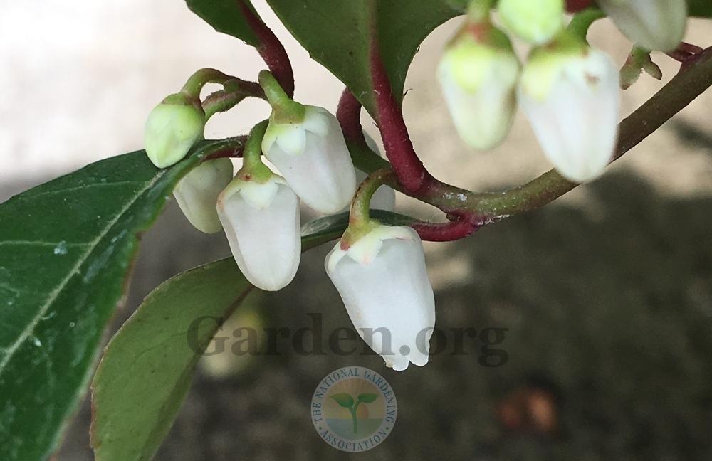Photo of Wintergreen (Gaultheria procumbens) uploaded by BlueOddish