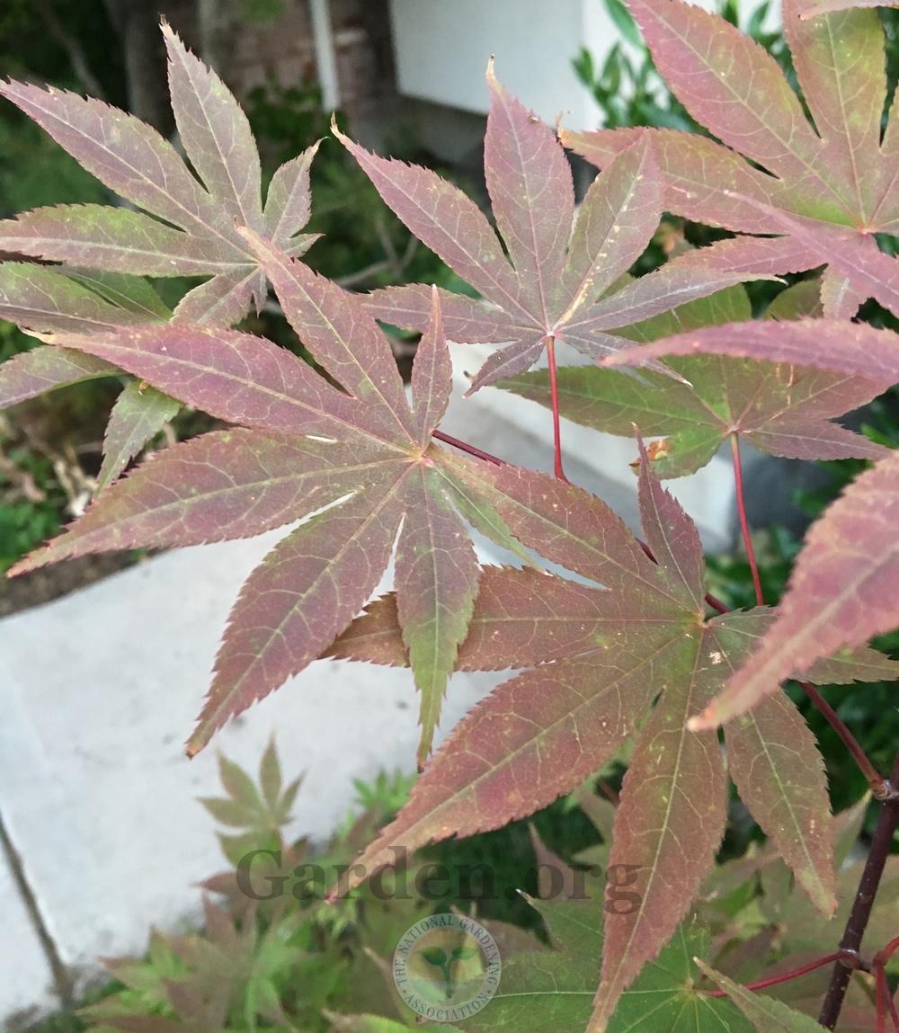 Photo of Japanese Maple (Acer palmatum var. amoenum 'O Sakazuki') uploaded by BlueOddish